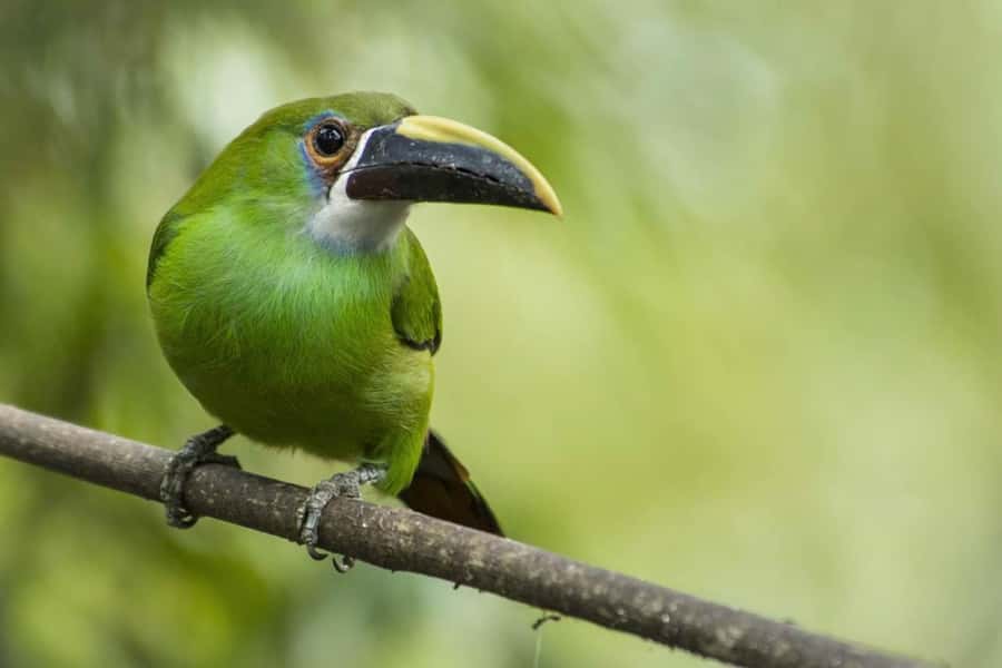 From Antigua Guatemala: Birdwatching and Scenic Hiking Tour - Booking flexibility and timing