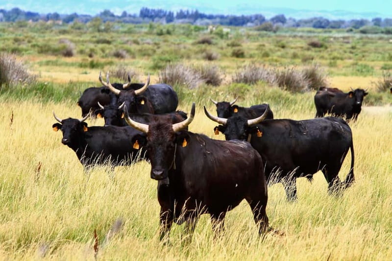 From Avignon: Camargue Tour with Bird Park Entry - Key points at a glance