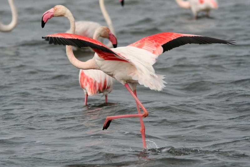 From Avignon: Camargue Tour with Bird Park Entry - Why this Camargue day trip works