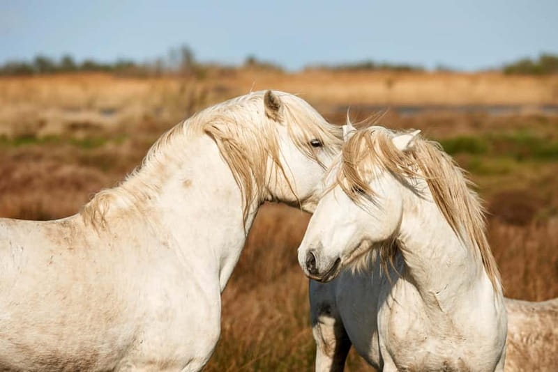 From Avignon: Camargue Tour with Bird Park Entry - Horses, bulls, ranches, and salt marshes
