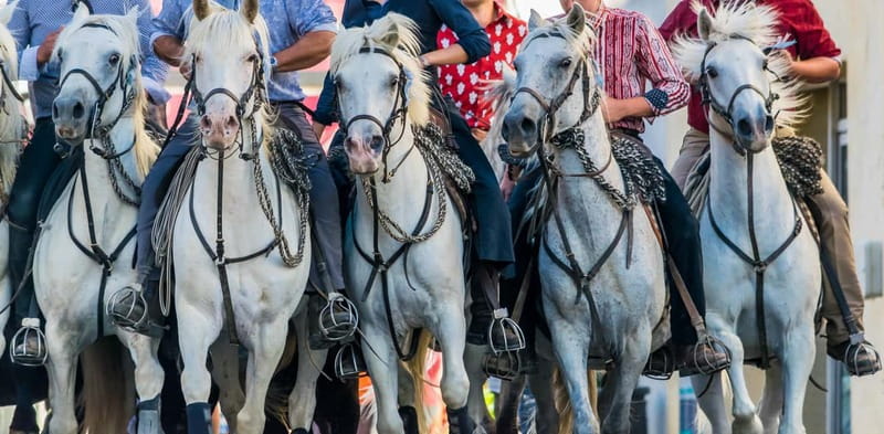 From Avignon: Camargue Tour with Bird Park Entry - Should you book the Camargue tour from Avignon?
