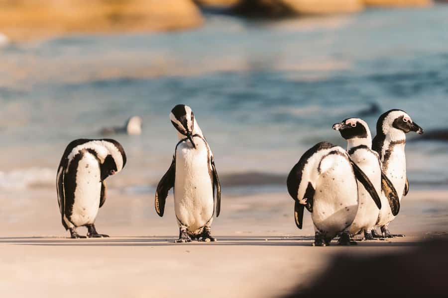 From Cape Town: Cape Agulhas, Penguins, Wine Tasting Tour - Hermanus gives you lunch, sea air, and seasonal whale watching