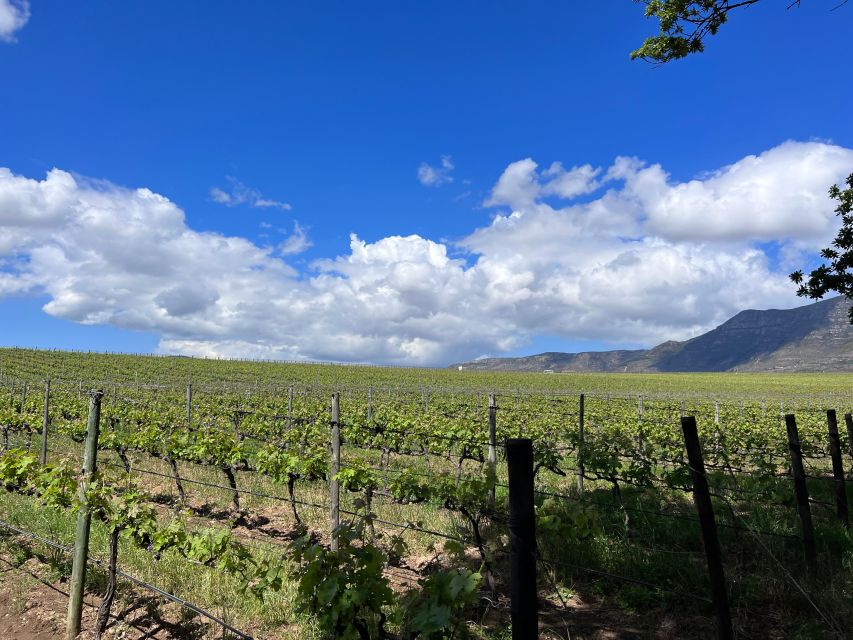 From Cape Town: Cape Agulhas, Penguins, Wine Tasting Tour - Is $214 good value for this day?