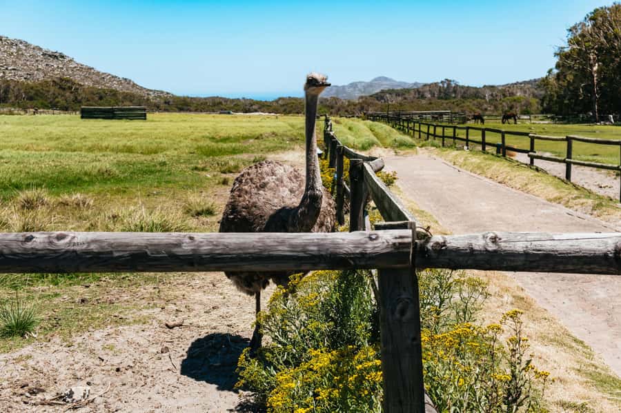From Cape Town: Cape Peninsula & Boulders Penguin Beach Tour - Chapman’s Peak Drive is the road highlight