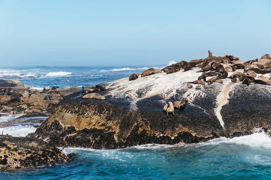 From Cape Town: Cape Peninsula & Boulders Penguin Beach Tour - Cape Point and the Cape of Good Hope need comfortable shoes