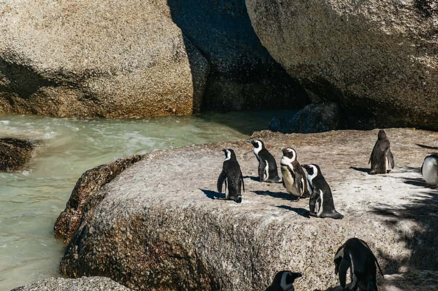From Cape Town: Cape Peninsula & Boulders Penguin Beach Tour - Camps Bay offers the first big ocean view