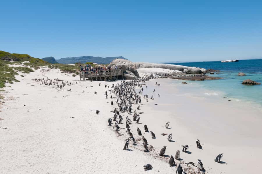 From Cape Town: Half Day Cape Point & Penguins Tour - Simon’s Town and the return through Fish Hoek
