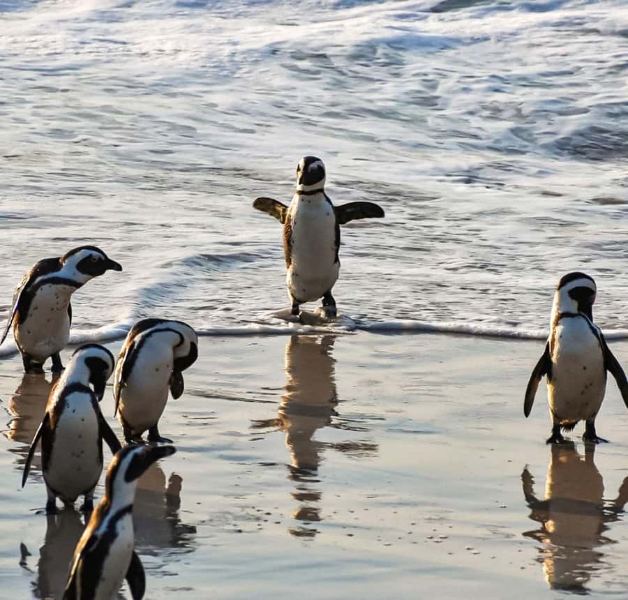 From Cape Town: Half Day Cape Point & Penguins Tour - How much value do you get for $102?