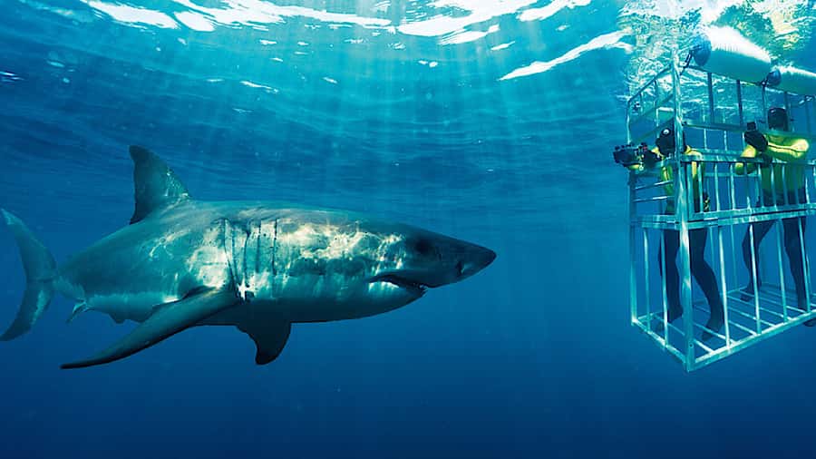 From Cape Town: Shark Cage Diving and Penguin Tour - Key points to know before booking