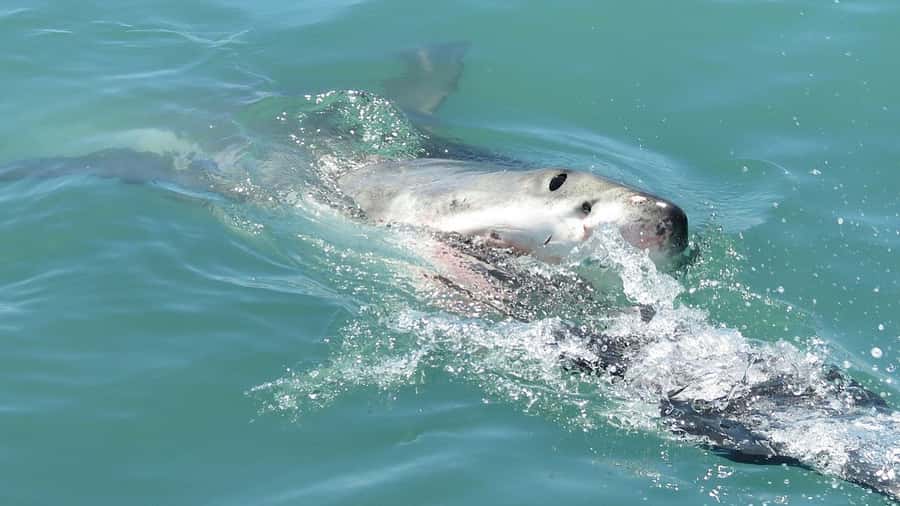 From Cape Town: Shark Cage Diving and Penguin Tour - The real shape of this Cape Town day trip