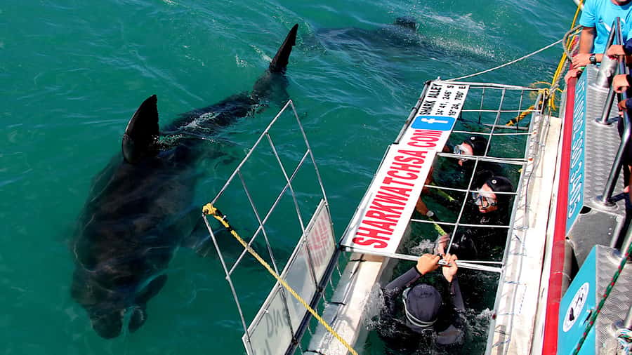 From Cape Town: Shark Cage Diving and Penguin Tour - Getting ready at the shark base