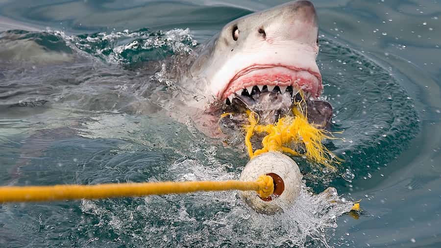 From Cape Town: Shark Cage Diving and Penguin Tour - What happens when sharks approach