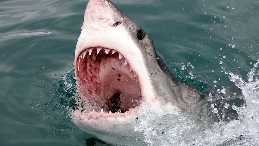 From Cape Town: Shark Cage Diving and Penguin Tour - Who should book this experience