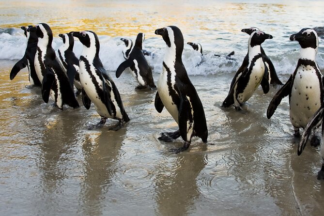 From Cape Town: Table Mountain, Cape of Good Hope & Penguins including Park Fees - The Cape of Good Hope and Cape Point