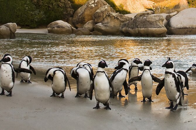 From Cape Town: Table Mountain, Cape of Good Hope & Penguins including Park Fees - Camps Bay and the Atlantic Seaboard