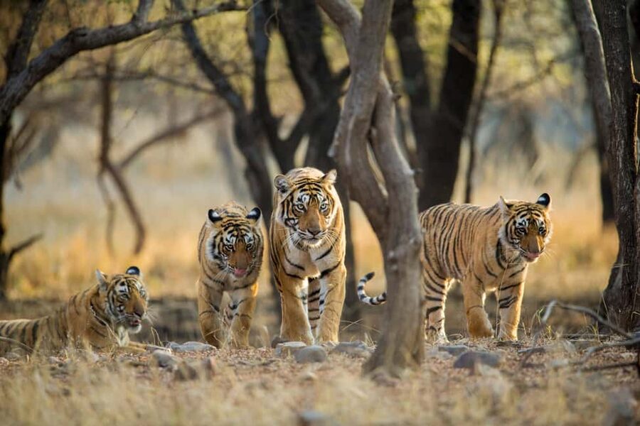 From Delhi: 5 Day Golden Triangle, Safari, & Bird Sanctuary - Who should book this experience