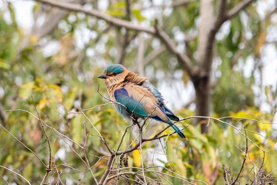 From Delhi: 5 Day Golden Triangle, Safari, & Bird Sanctuary - Why this five-day route works