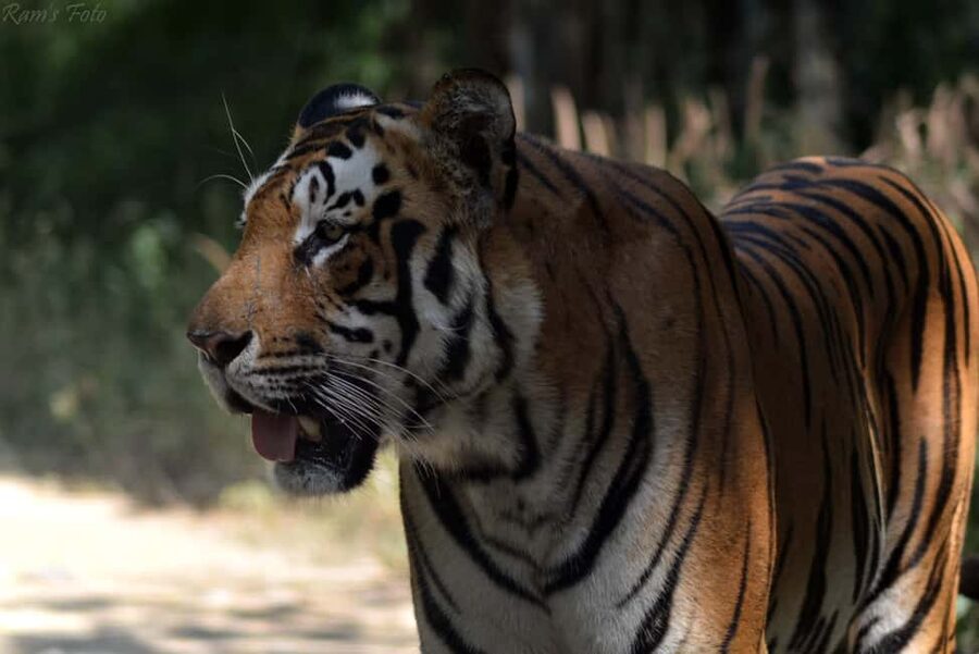 From Delhi: 5 Day Golden Triangle, Safari, & Bird Sanctuary - Day 5: Jaipur morning and the long return to Delhi