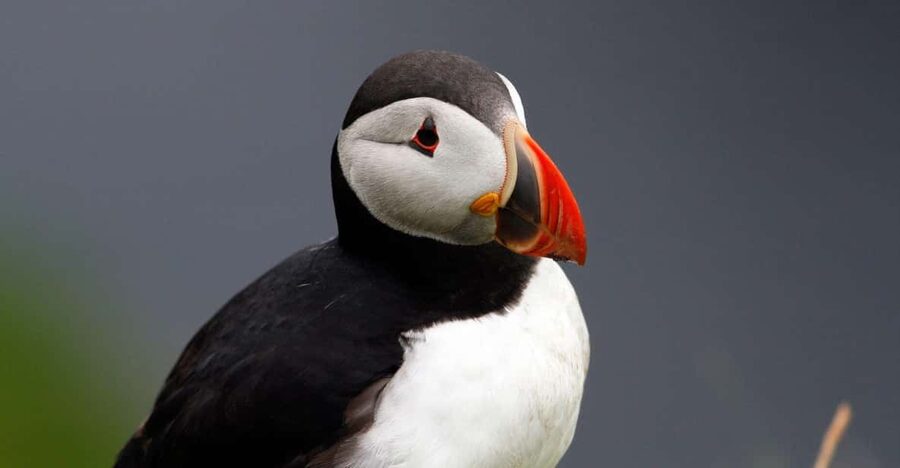 From Edinburgh: 4-Day Mull, Iona, Staffa & Puffin Isles tour - Why Staffa makes this four-day trip special