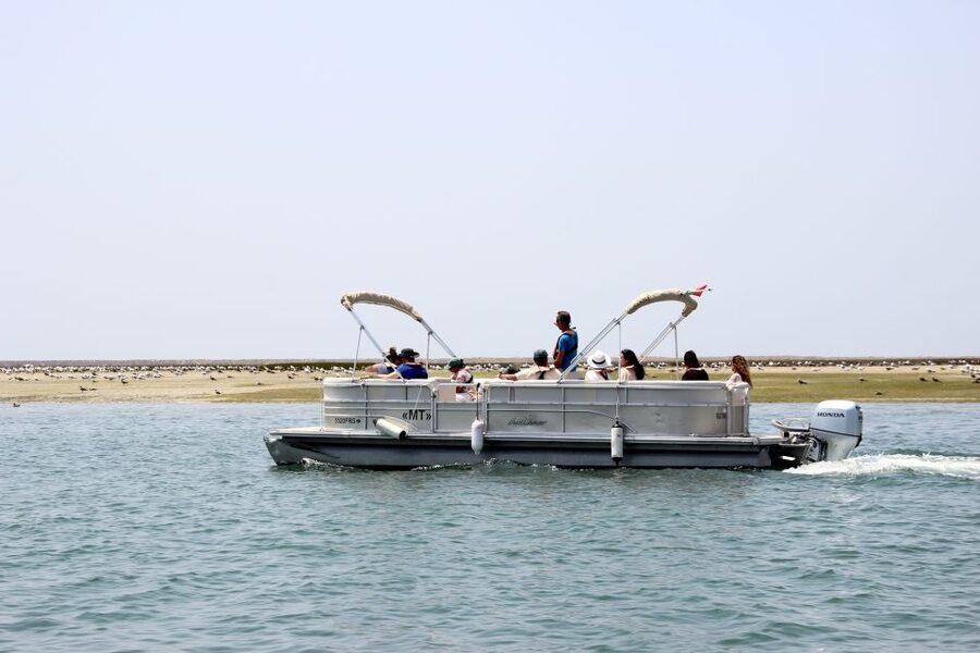 From Faro: 2-Hour Guided Bird Watching Boat Trip - What to wear and bring