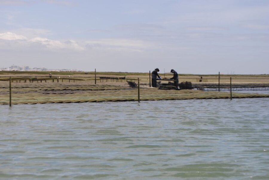 From Faro: 2-Hour Guided Bird Watching Boat Trip - Why the Ria Formosa is the real attraction