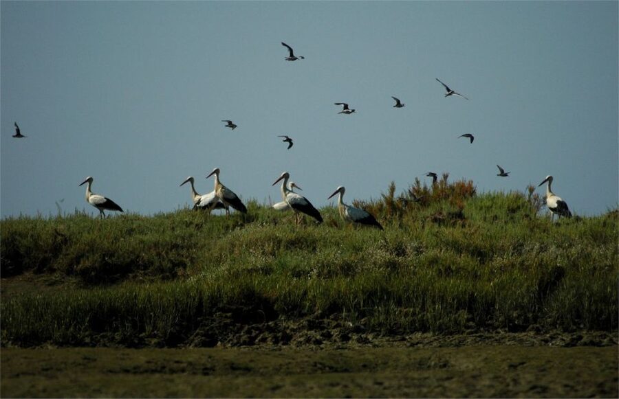 From Faro: 2-Hour Guided Bird Watching Boat Trip - Cruising the channels with binoculars ready