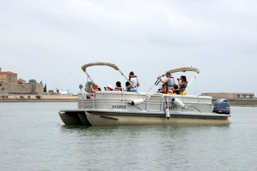 From Faro: 2-Hour Guided Bird Watching Boat Trip - The birds you may see in different seasons