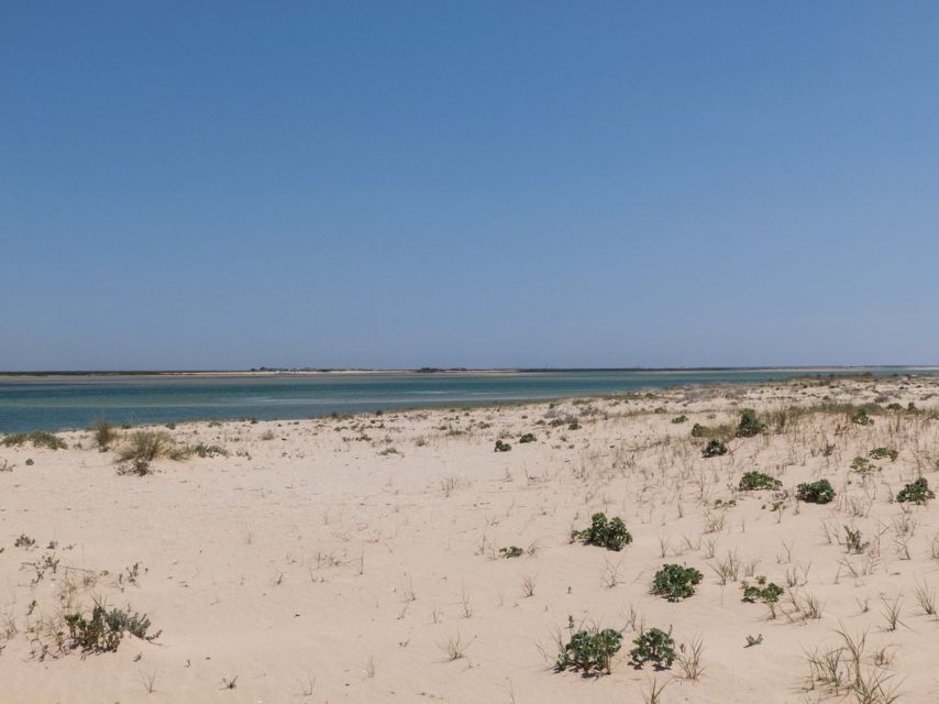 From Faro: 2-Hour Guided Bird Watching Boat Trip - Passing oyster and clam farms