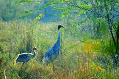 Bird Safari and Agra sightseeing All-Inclusive