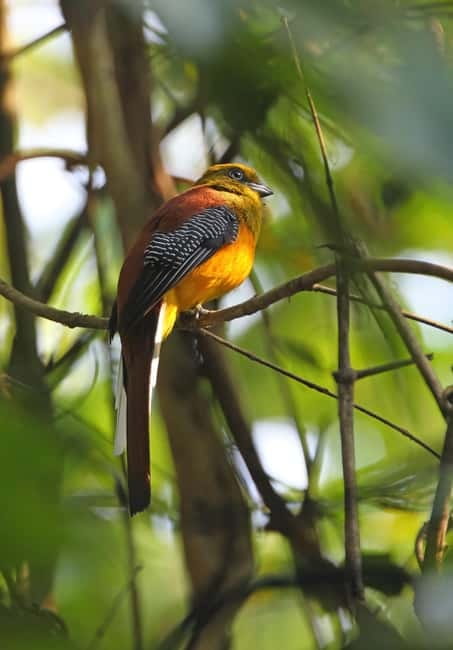 From Khaosok:Half day Bird watching and Wildlife explore - Key points to know before booking
