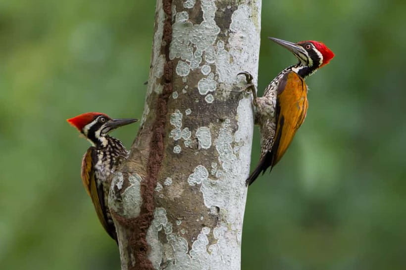 From Khaosok:Half day Bird watching and Wildlife explore - A guide who listens before pointing