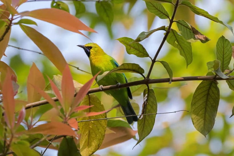 From Khaosok:Half day Bird watching and Wildlife explore - From village paths into the national park