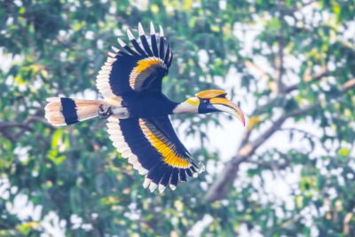 From Khaosok:Half day Bird watching and Wildlife explore