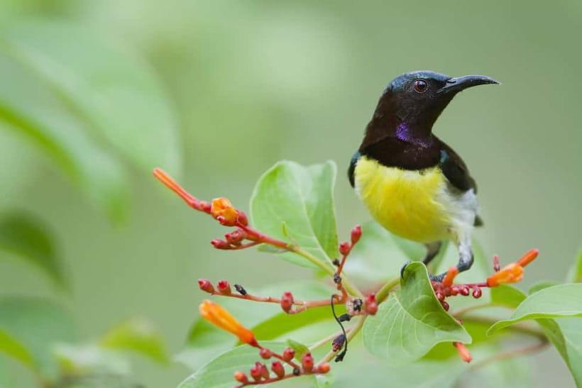 From Khaosok:Half day Bird watching and Wildlife explore - Why the $93 price can make sense
