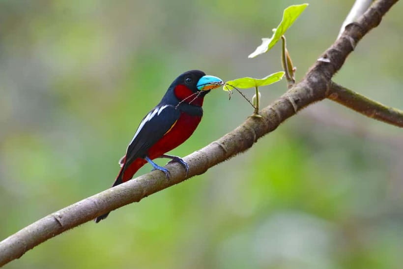 From Khaosok:Half day Bird watching and Wildlife explore - Who will enjoy this half-day walk
