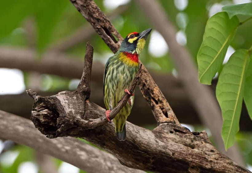 From Khaosok:Half day Bird watching and Wildlife explore - Booking, cancellation, and practical details
