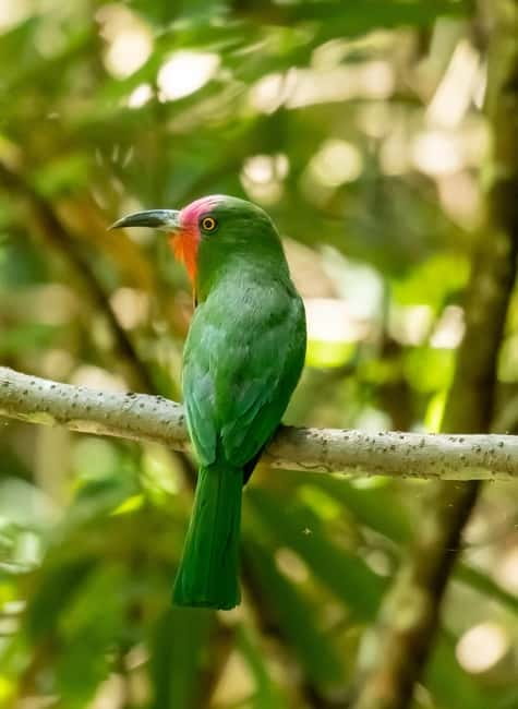 From Khaosok:Half day Bird watching and Wildlife explore - Should you book this Khao Sok birding experience?