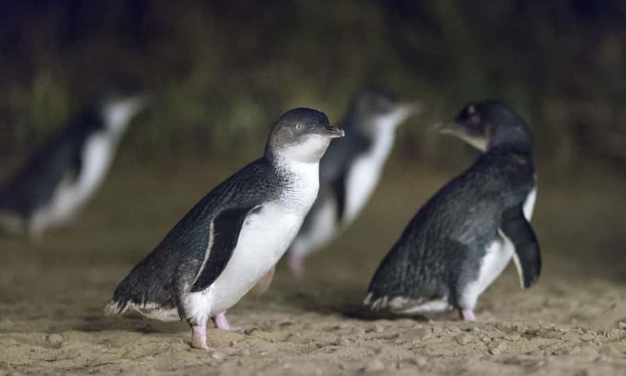 From Melbourne: Penguin Parade Afternoon Tour - Why the Penguin Parade earns the late night
