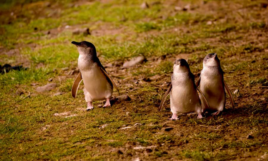 From Melbourne: Penguin Parade Afternoon Tour - The Nobbies, cliffs, ocean, and possible seals