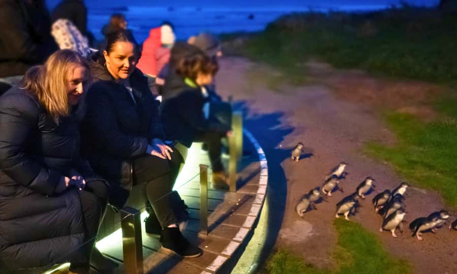 From Melbourne: Penguin Parade Afternoon Tour - Cape Woolamai and the seasonal coastal option