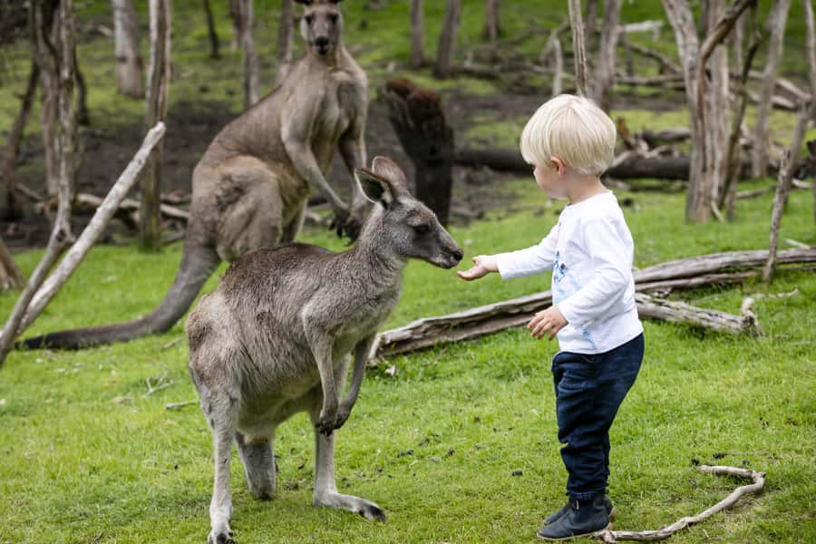 From Melbourne: Penguin Parade, Koalas & Kangaroos - Should You Book the Penguin Parade Day Trip?