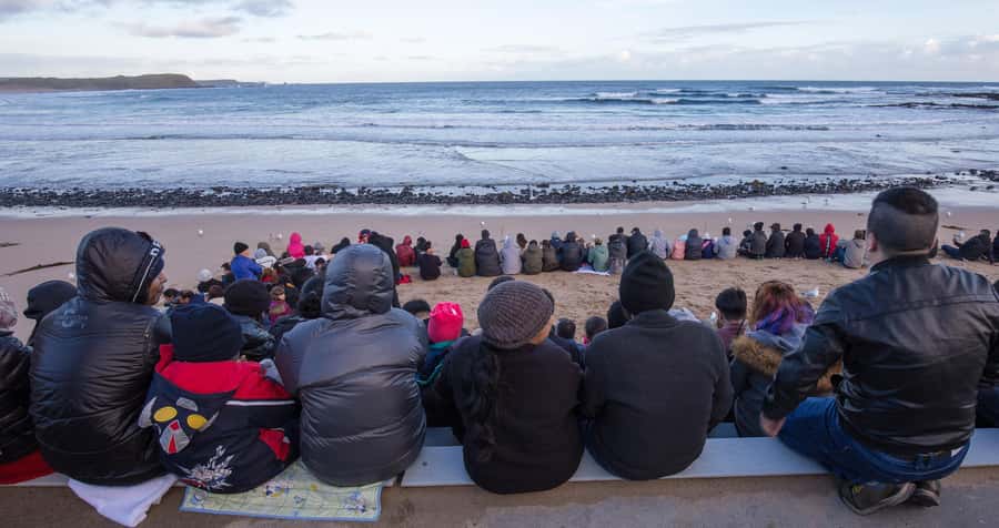 From Melbourne: Penguin Parade, Koalas & Kangaroos - Why the Penguin Parade Is Worth the Long Day