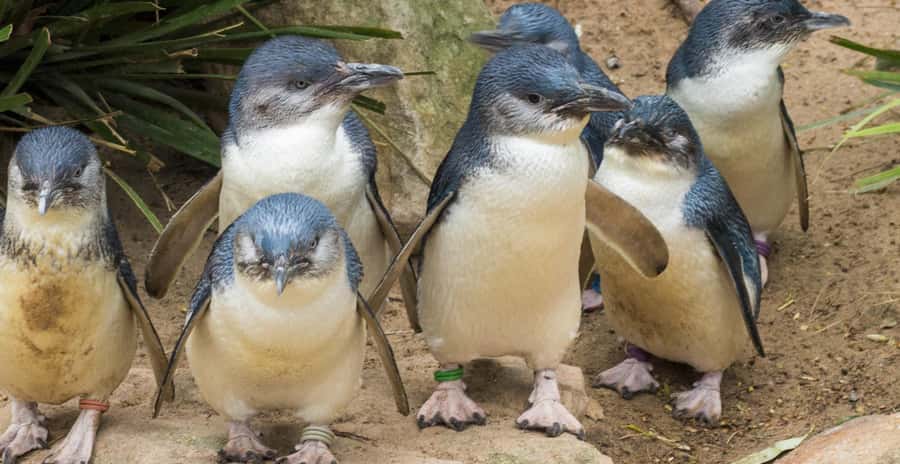 From Melbourne: Penguin Parade, Koalas & Kangaroos - The Nobbies Boardwalk and Southern Ocean Views