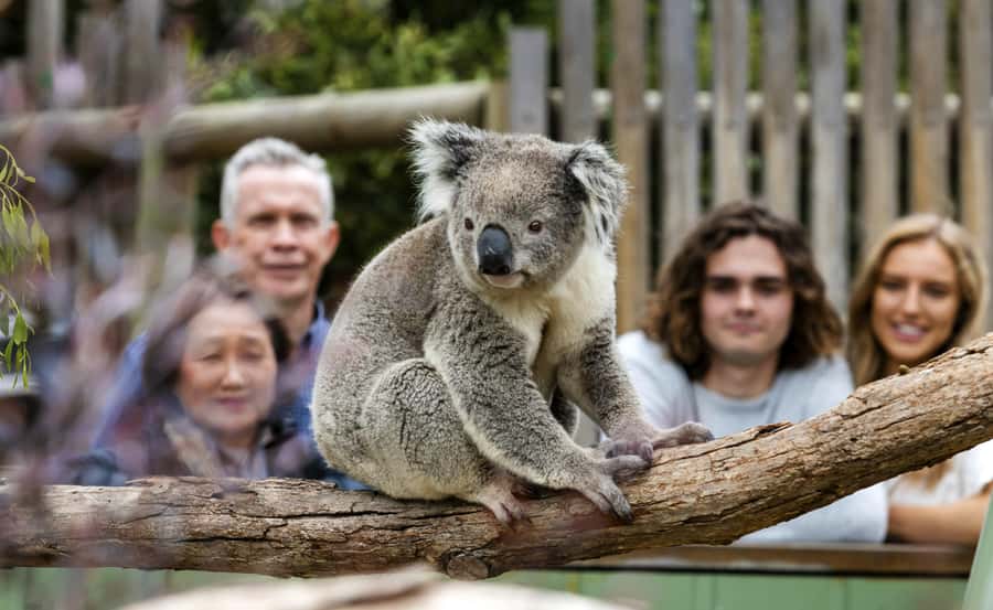 From Melbourne: Penguin Parade, Koalas & Kangaroos - Meals, Waiting Time and What the $112 Covers