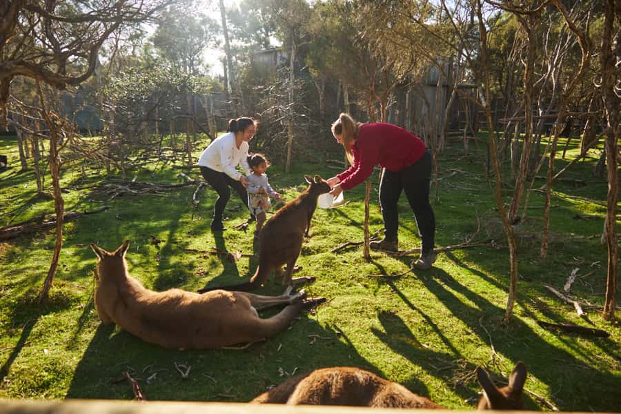 From Melbourne: Penguins and Wildlife Nature Day Tour - Three wildlife experiences in one long Melbourne day