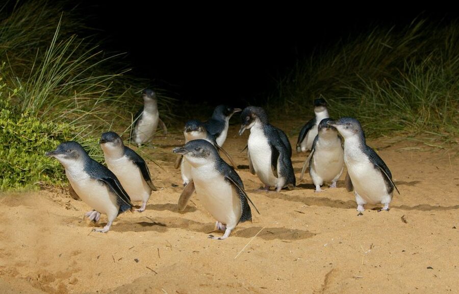 From Melbourne: Penguins and Wildlife Nature Day Tour - Who will enjoy this day most