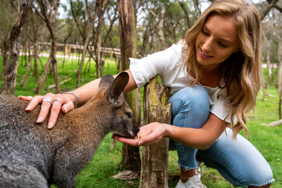 From Melbourne: Penguins and Wildlife Nature Day Tour - Moonlit Sanctuary: the most hands-on stop
