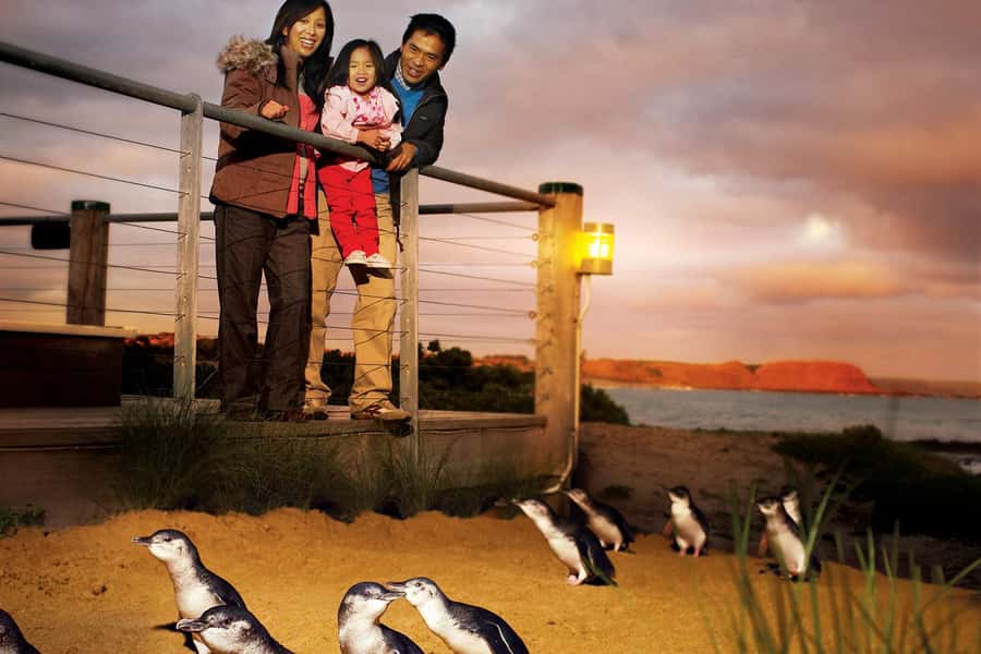 From Melbourne: Phillip Is Penguin Parade & Koala Reserve - Why the Penguin Parade is worth the late night