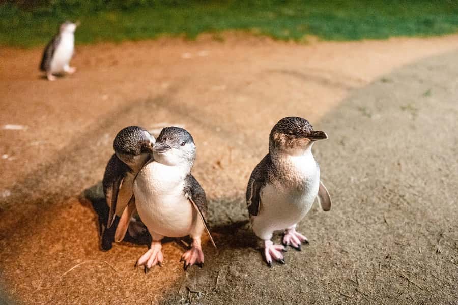 From Melbourne: Phillip Is Penguin Parade & Koala Reserve - Nobbies and Seal Rocks bring the sea into the day