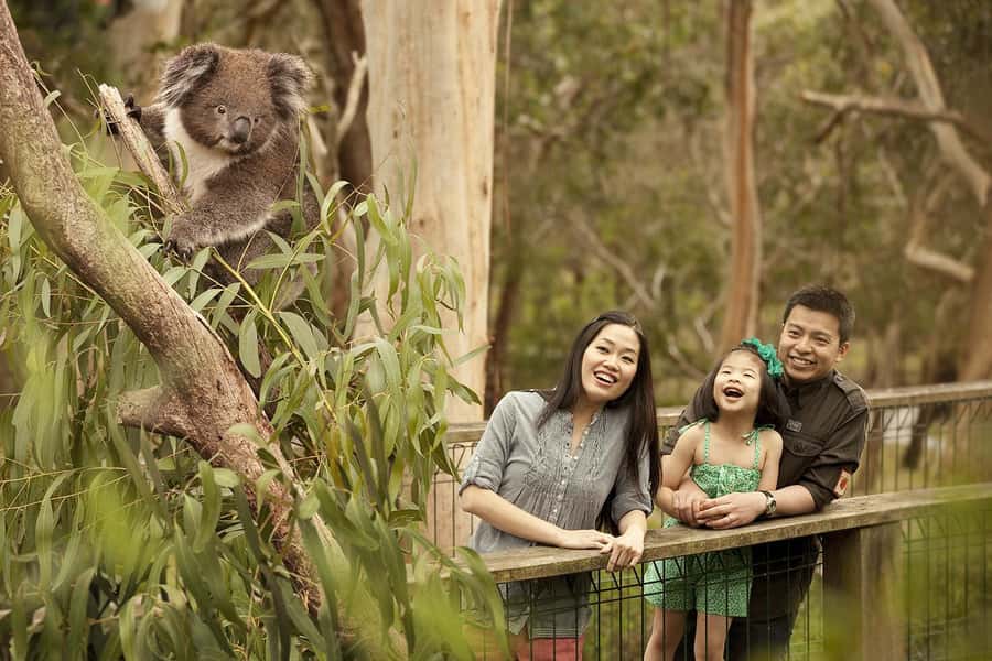 From Melbourne: Phillip Is Penguin Parade & Koala Reserve - The guide makes a difference on a long coach day